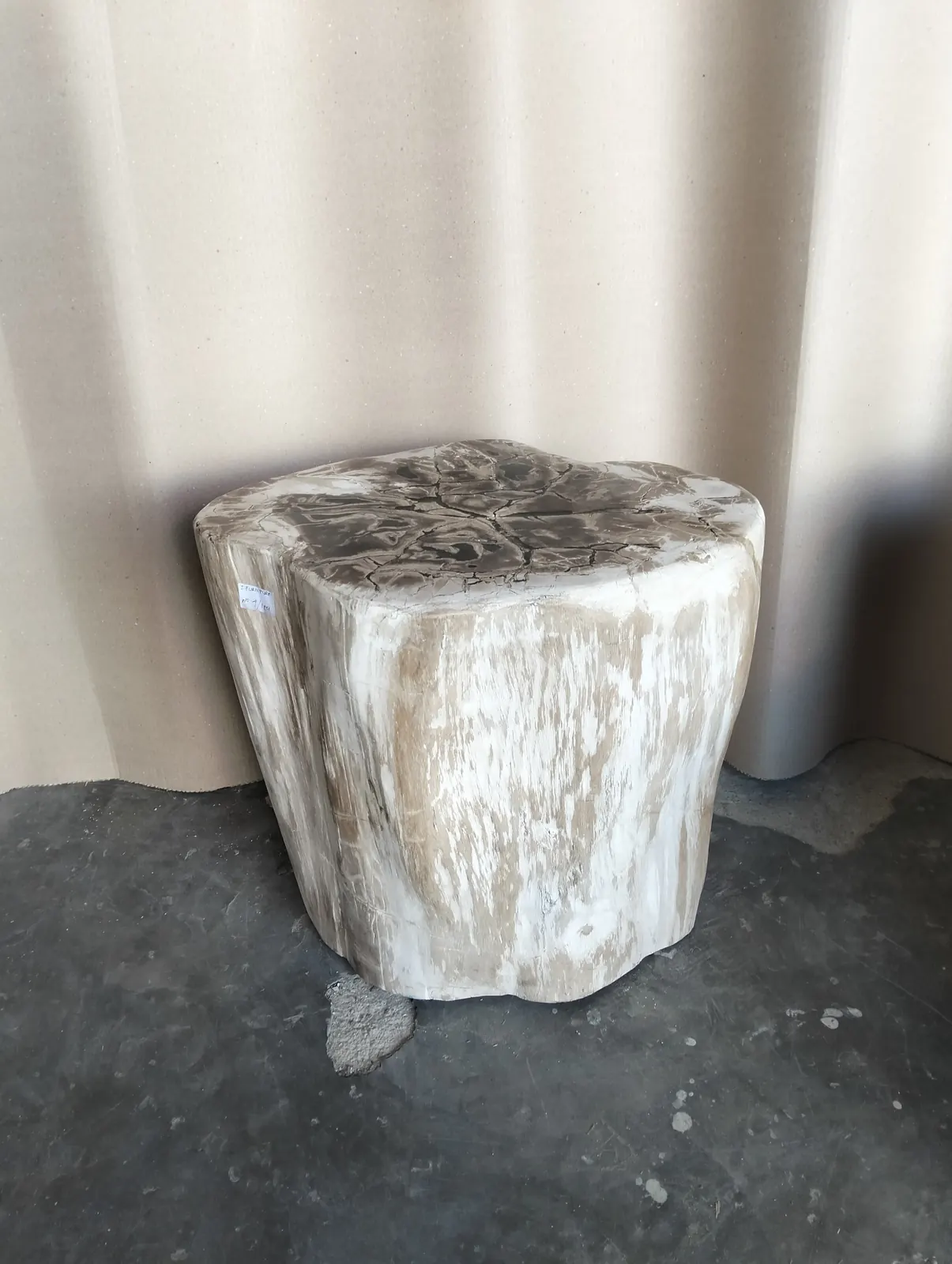 Souche de bois pétrifié polie, teintes minérales
